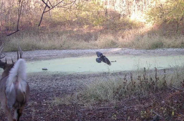 $249,950 | 0 Hatchell Road, Tonganoxie, KS 66086