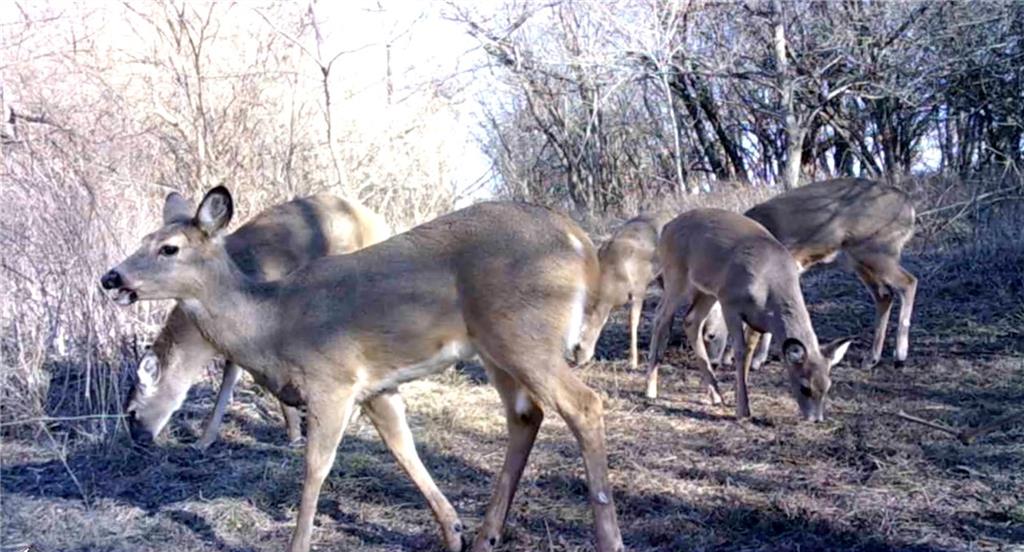 0 Hatchell Road Tonganoxie, KS 66086 - Photo 20 of 32