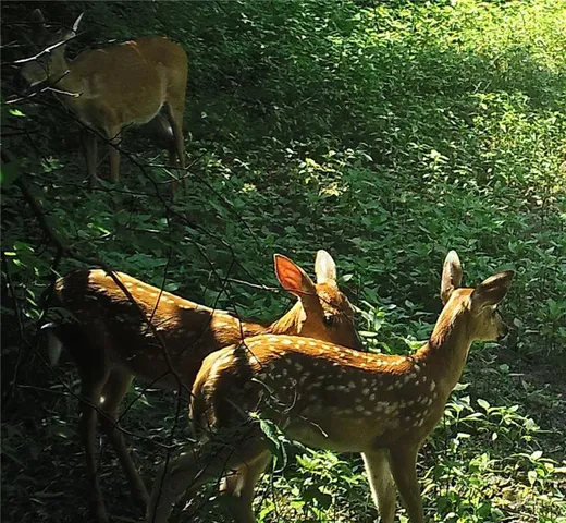 $249,950 | 0 Hatchell Road, Tonganoxie, KS 66086