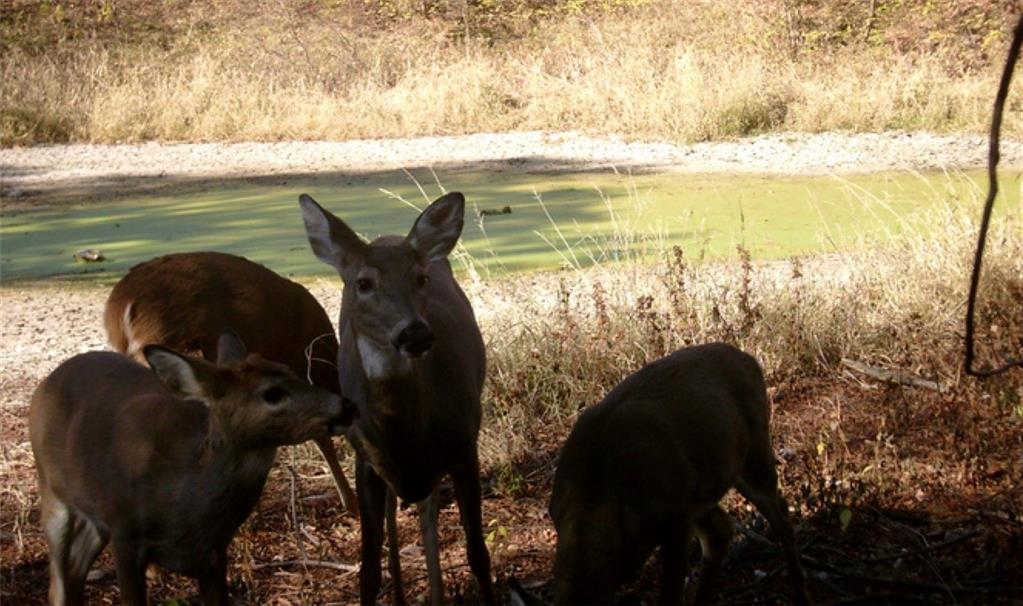 0 Hatchell Road Tonganoxie, KS 66086 - Photo 24 of 32