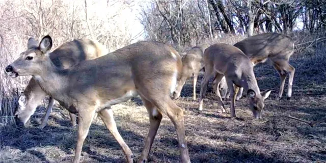 $249,950 | 0 Hatchell Road, Tonganoxie, KS 66086