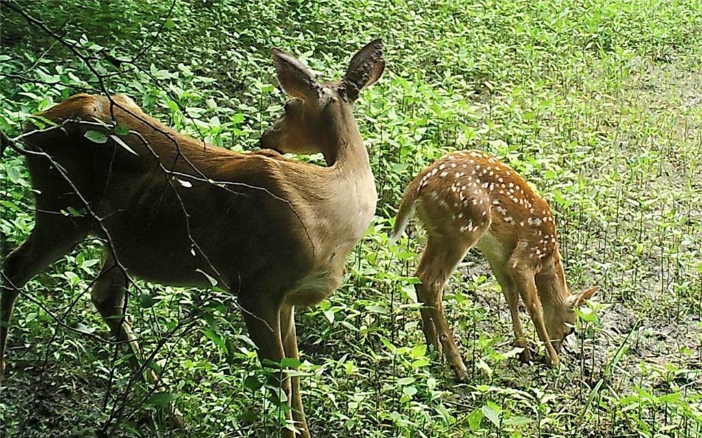 0 Hatchell Road Tonganoxie, KS 66086 - Photo 28 of 32