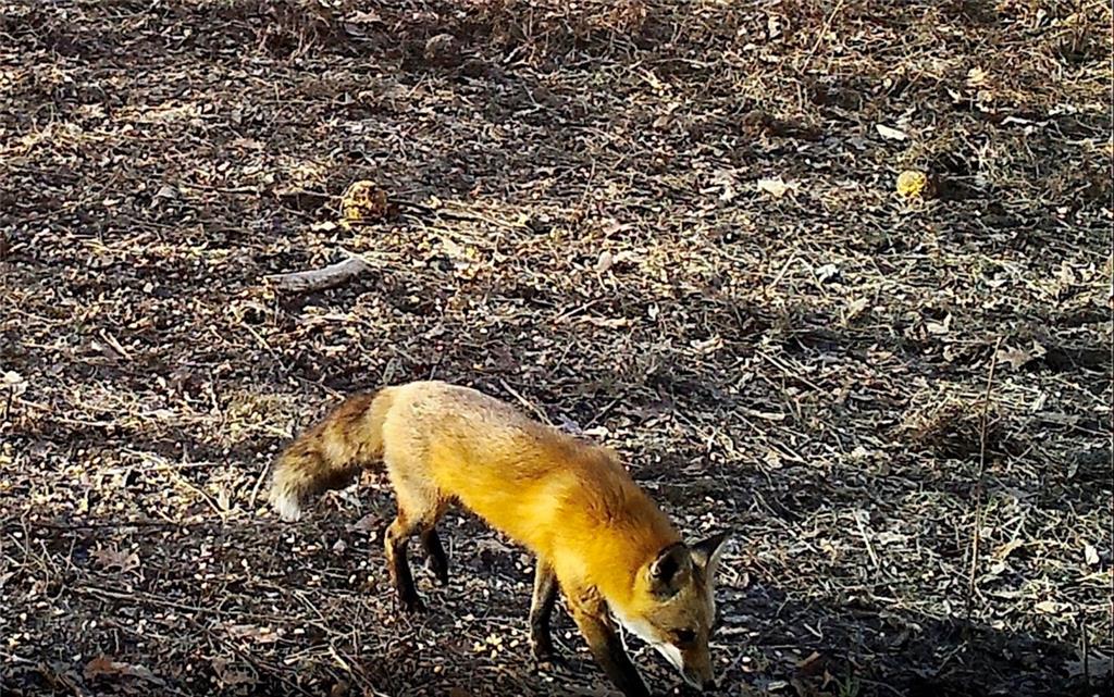 0 Hatchell Road Tonganoxie, KS 66086 - Photo 31 of 32