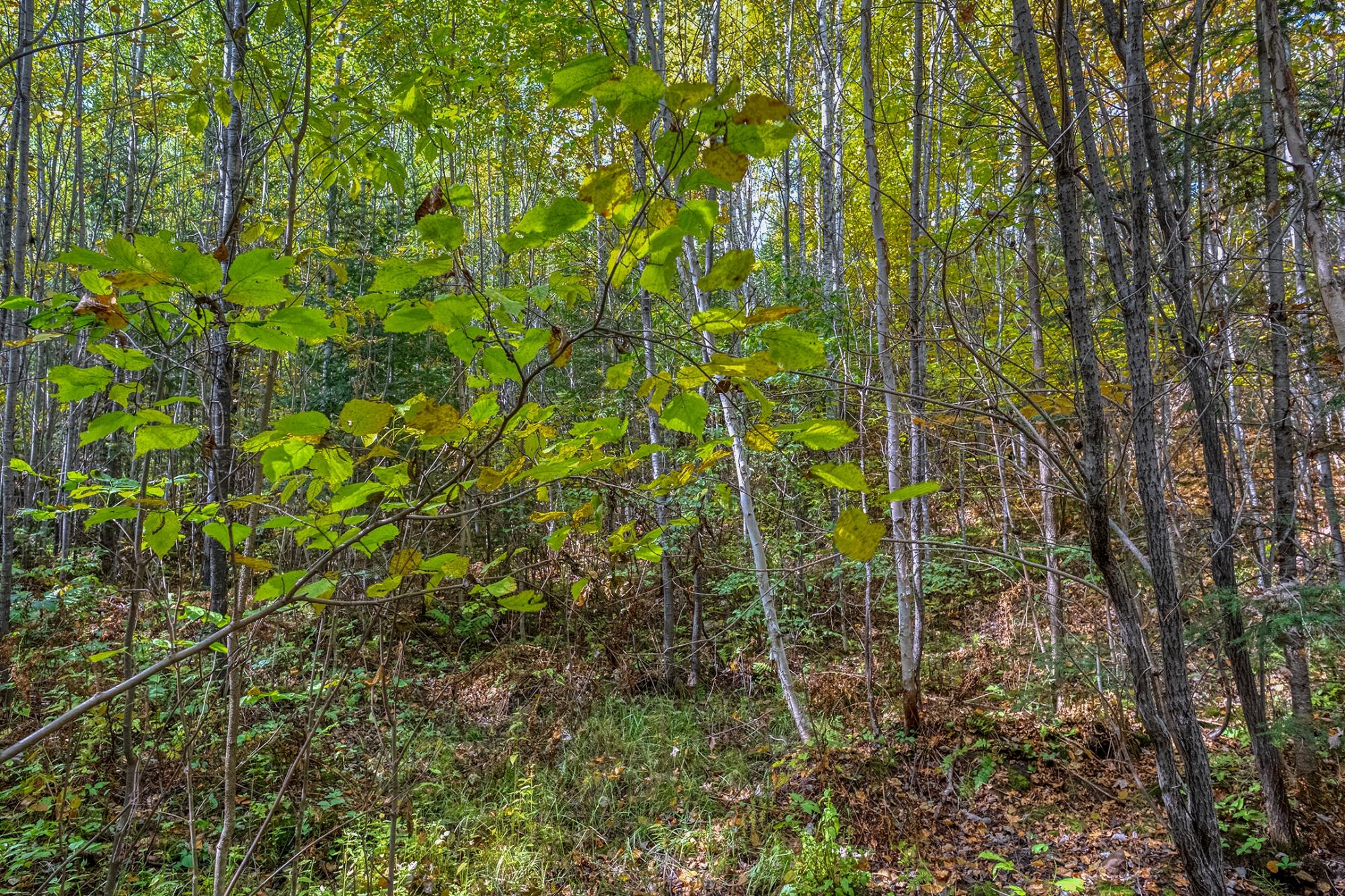 Off South Turtle Lake Road, Unit 10A Manitowish Waters, WI 54545 - Photo 9 of 61 Gallery Image 9