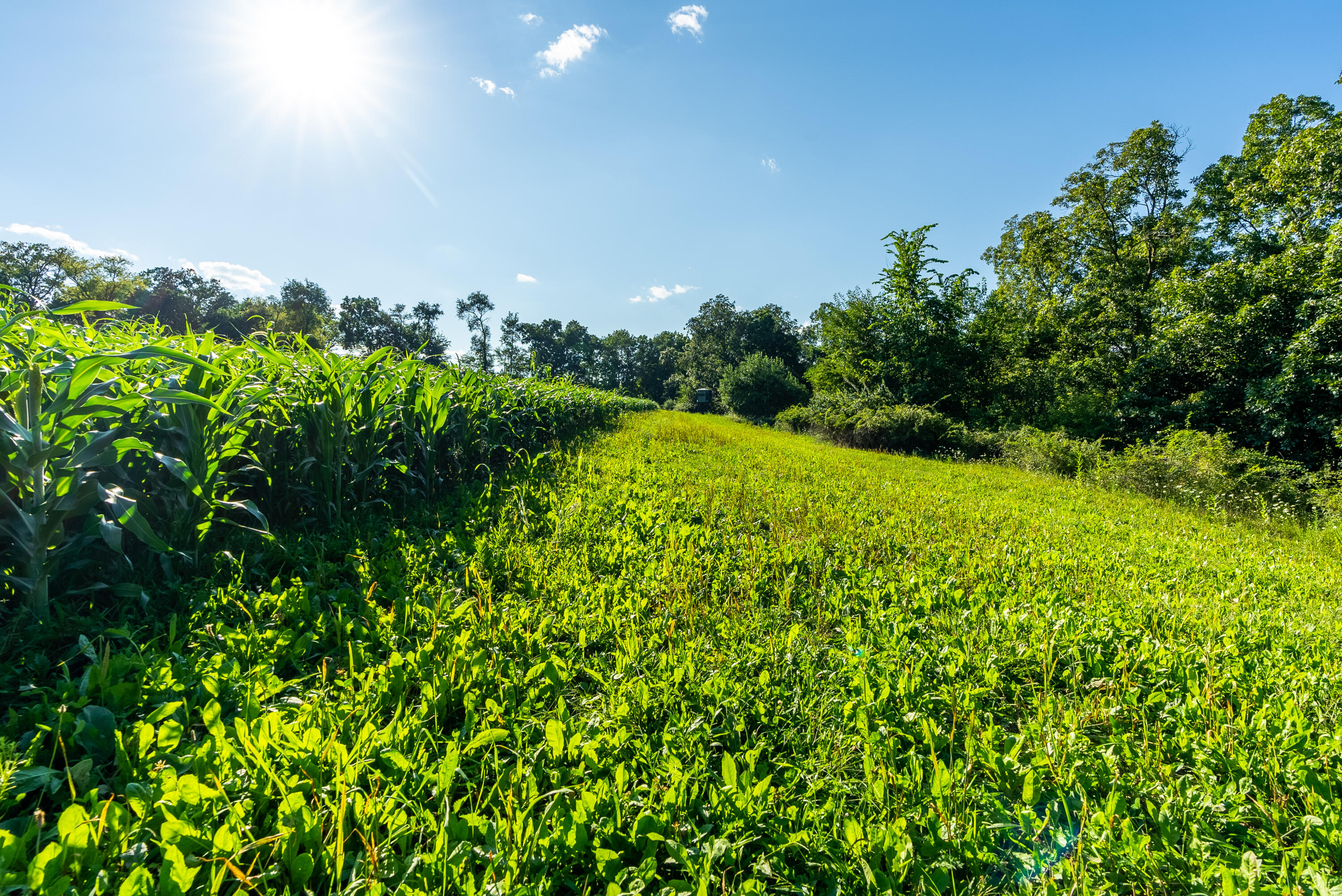 5292 Stenner Hill Road Marion, WI 53805 - Photo 25 of 69 Grant-County-WI-155-Acres-Land-For-Sale-