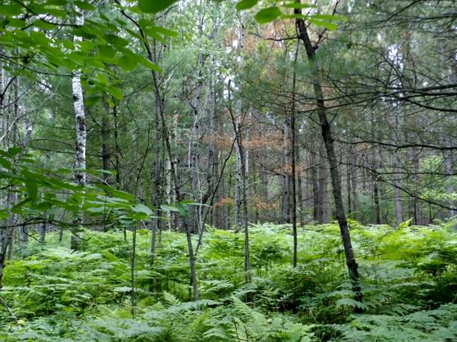 20-acres Strong Road Argonne, WI 54511 - Photo 8 of 20 Gallery Image 8