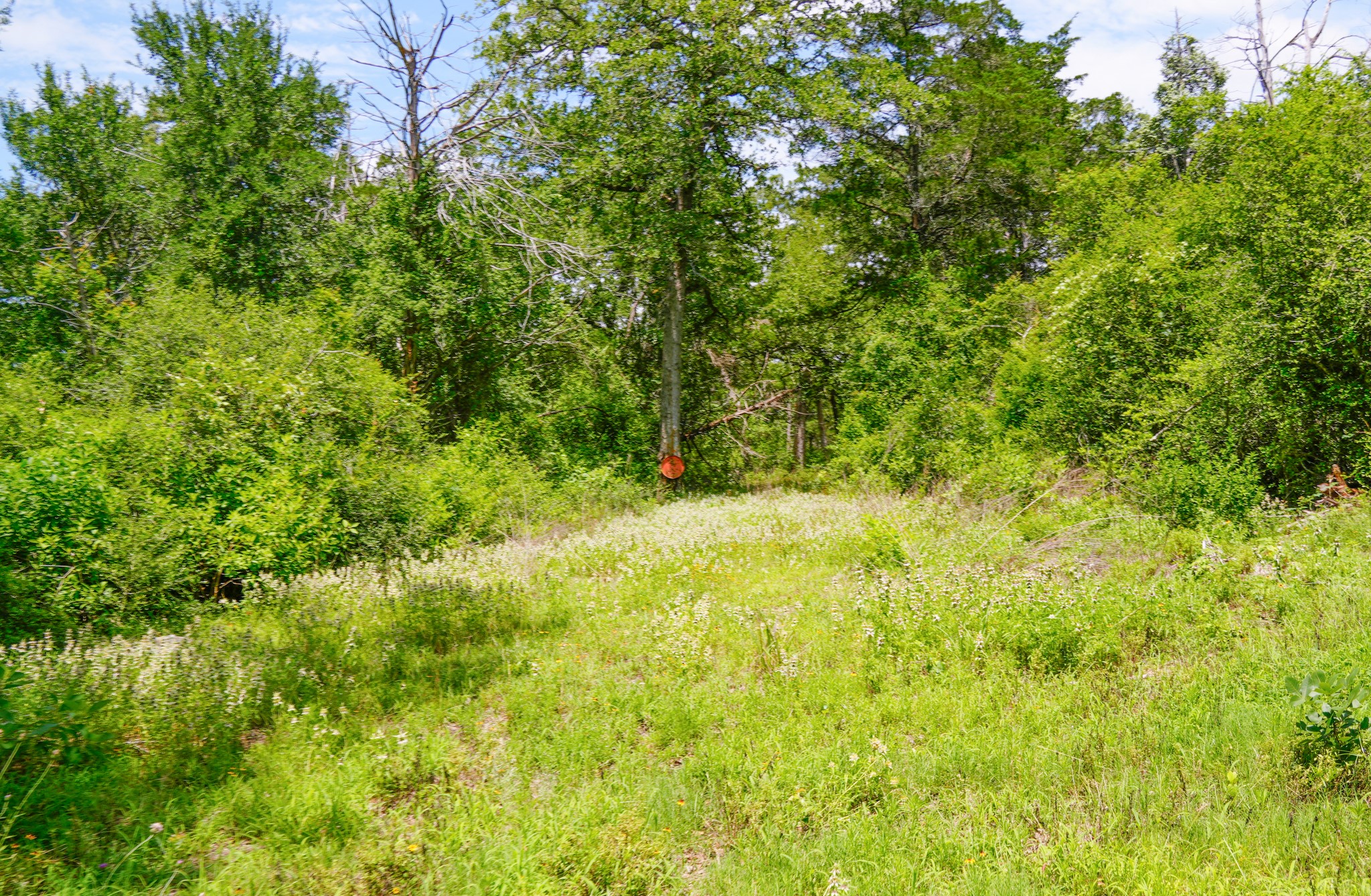3233 Farm To Market 3233 Road La Grange, TX 78945 - Photo 14 of 18 View of wooded area