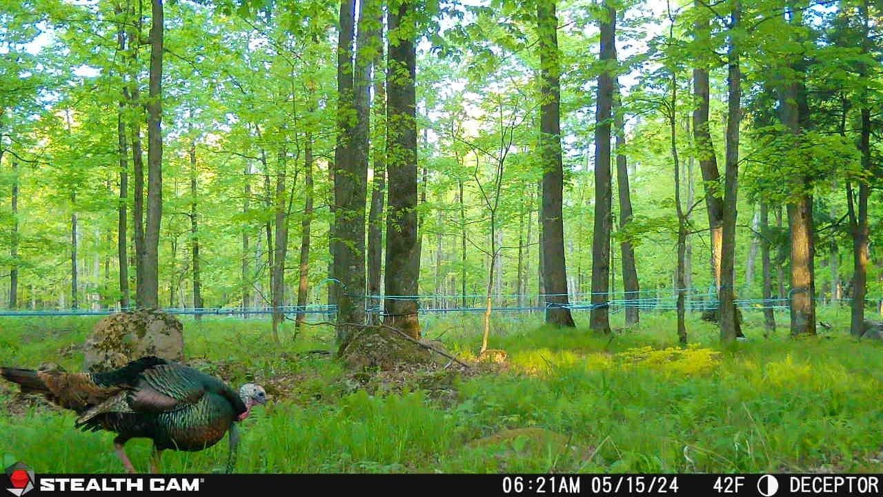 Springbrook Road Tigerton, WI 54486 - Photo 2 of 56