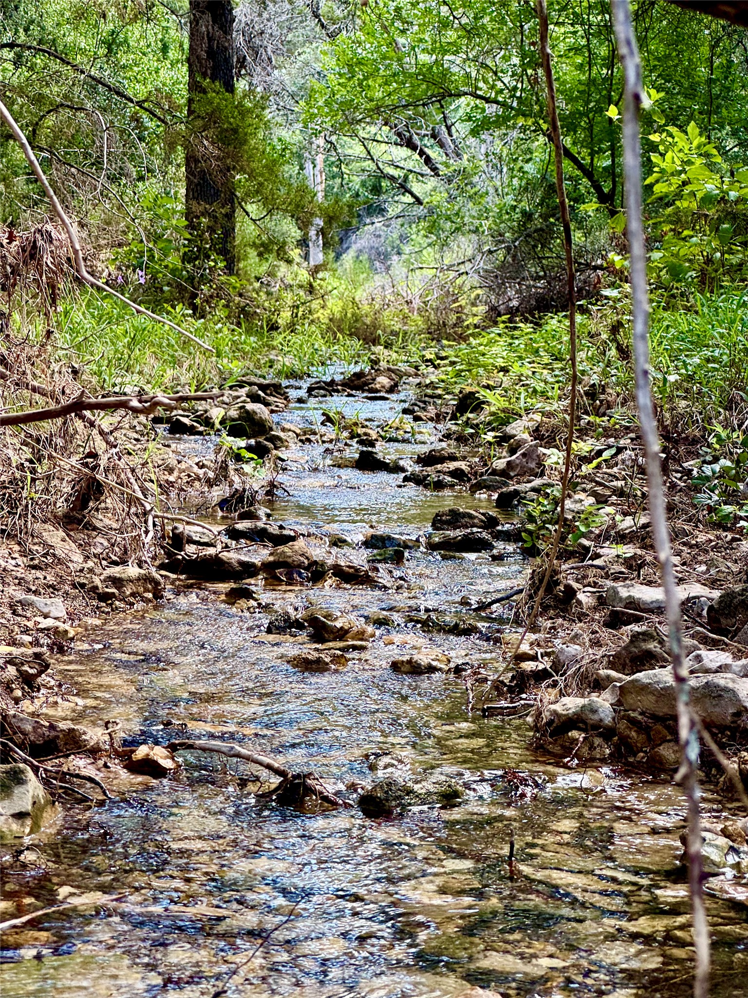 242 Landons Way Georgetown, TX 78633 - Photo 15 of 30 A tranquil stream meanders through a verdant, wooded landscape, offering a serene natural escape.