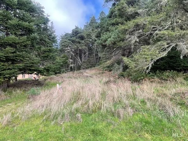 a view of a lush green forest with lots of trees