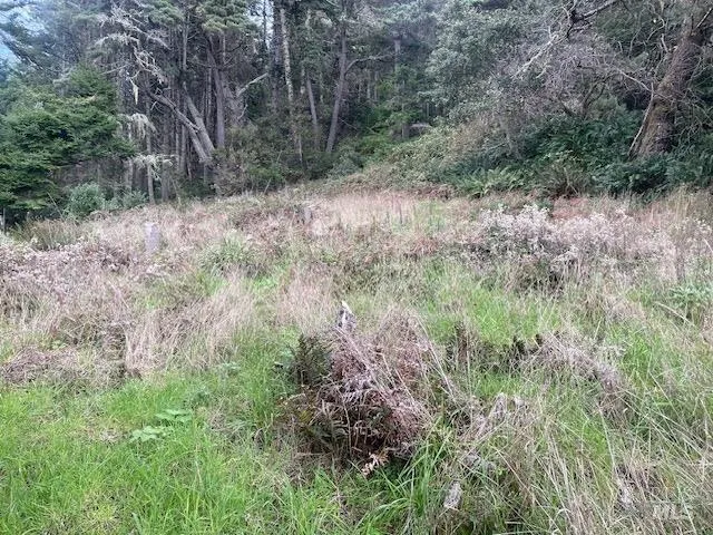 a view of a forest with lots of trees