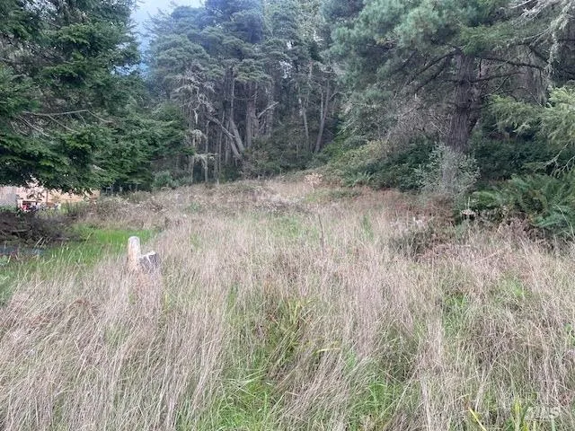 a view of a lush green forest next to a lake