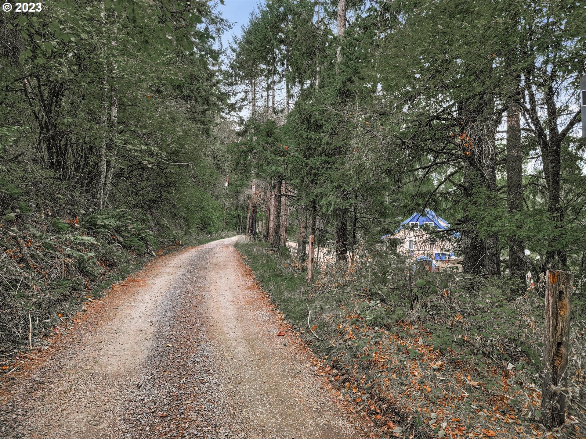 6160 Northwest Kiacut Road Gaston, OR 97119 - Photo 17 of 18 a view of a forest with trees in the background