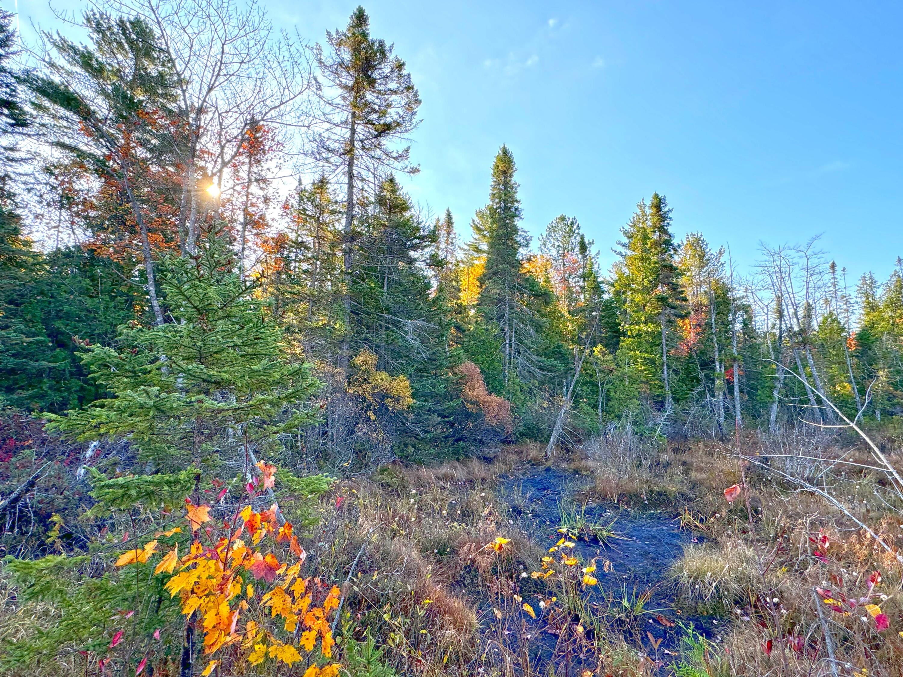 14859 North Whitefish Point Road Paradise, MI 49768 - Photo 9 of 14 Gallery Image 9