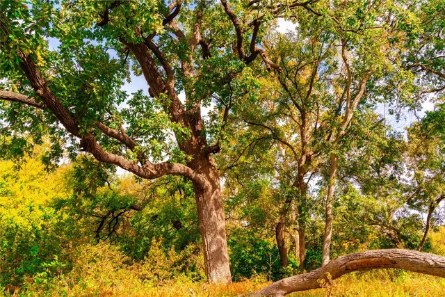 $1,100,000 | 159 Brushy Creek Trail, Hutto, TX 78634