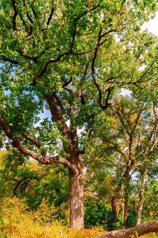 $1,100,000 | 159 Brushy Creek Trail, Hutto, TX 78634