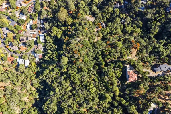 a view of electric trees