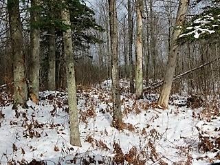 Friski Road Lachine, MI 49753 - Photo 18 of 29 Gallery Image 18