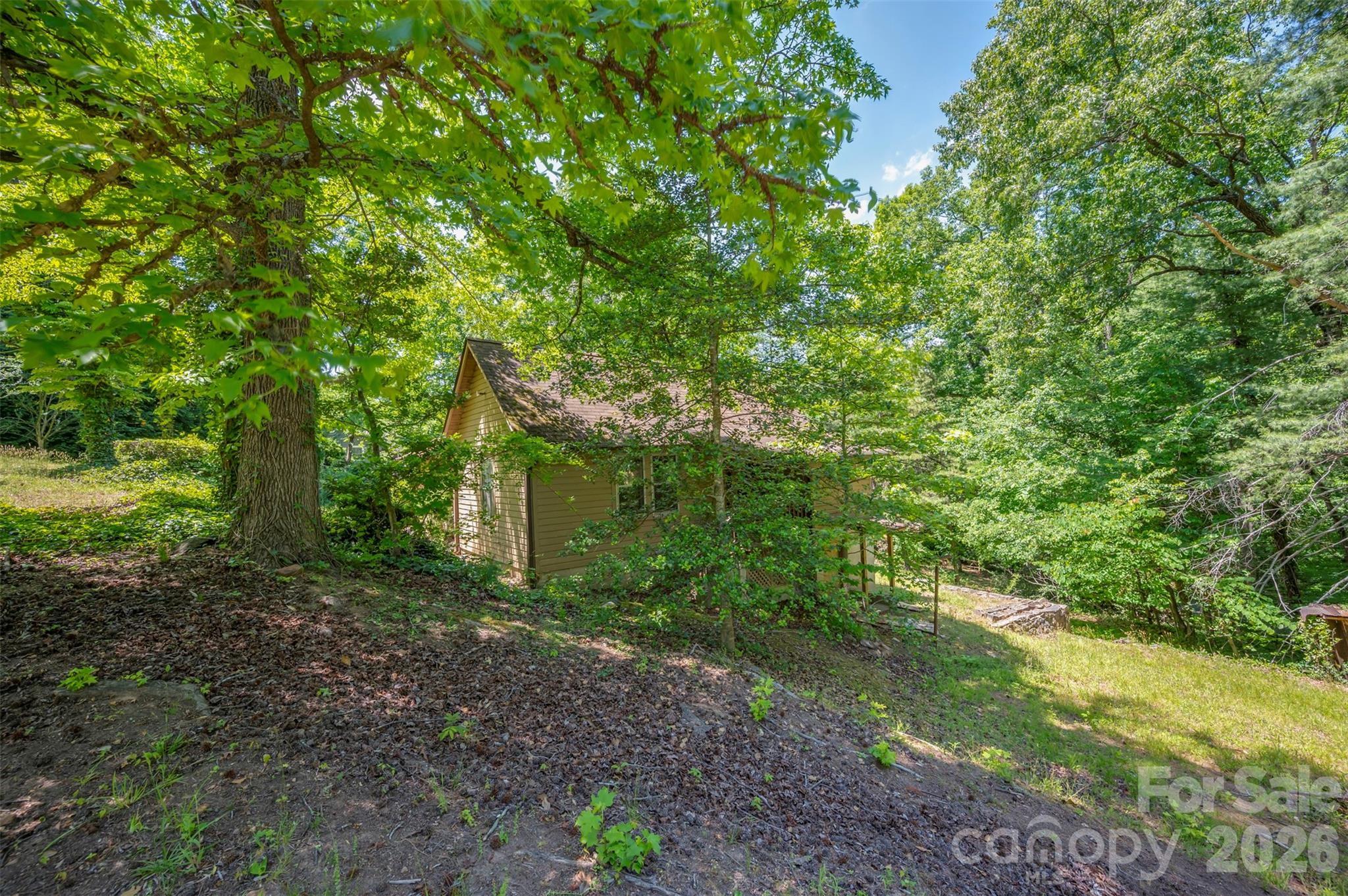 77 1st Street Tryon, NC 28782 - Photo 7 of 20 a view of a forest that has large trees
