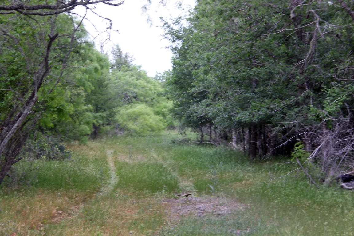 7887 Pettytown Road Red Rock, TX 78662 - Photo 11 of 26 a view of a yard with large trees and plants