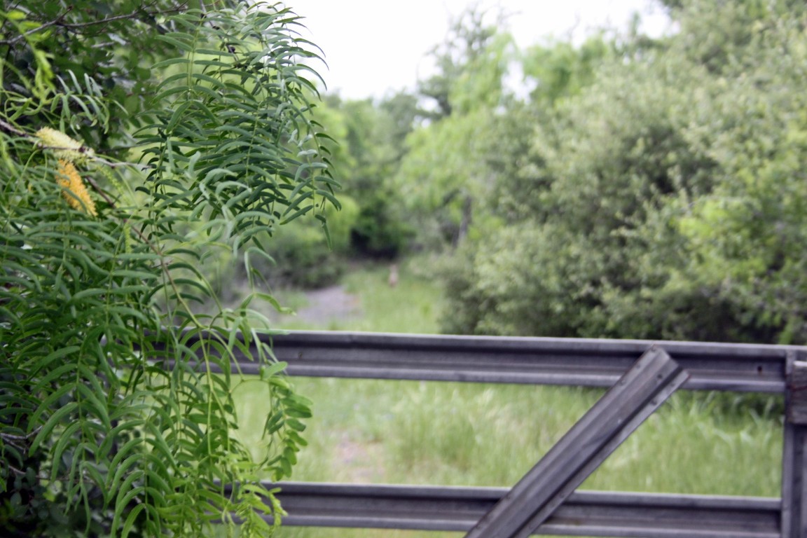 7887 Pettytown Road Red Rock, TX 78662 - Photo 7 of 26 a view of a yard