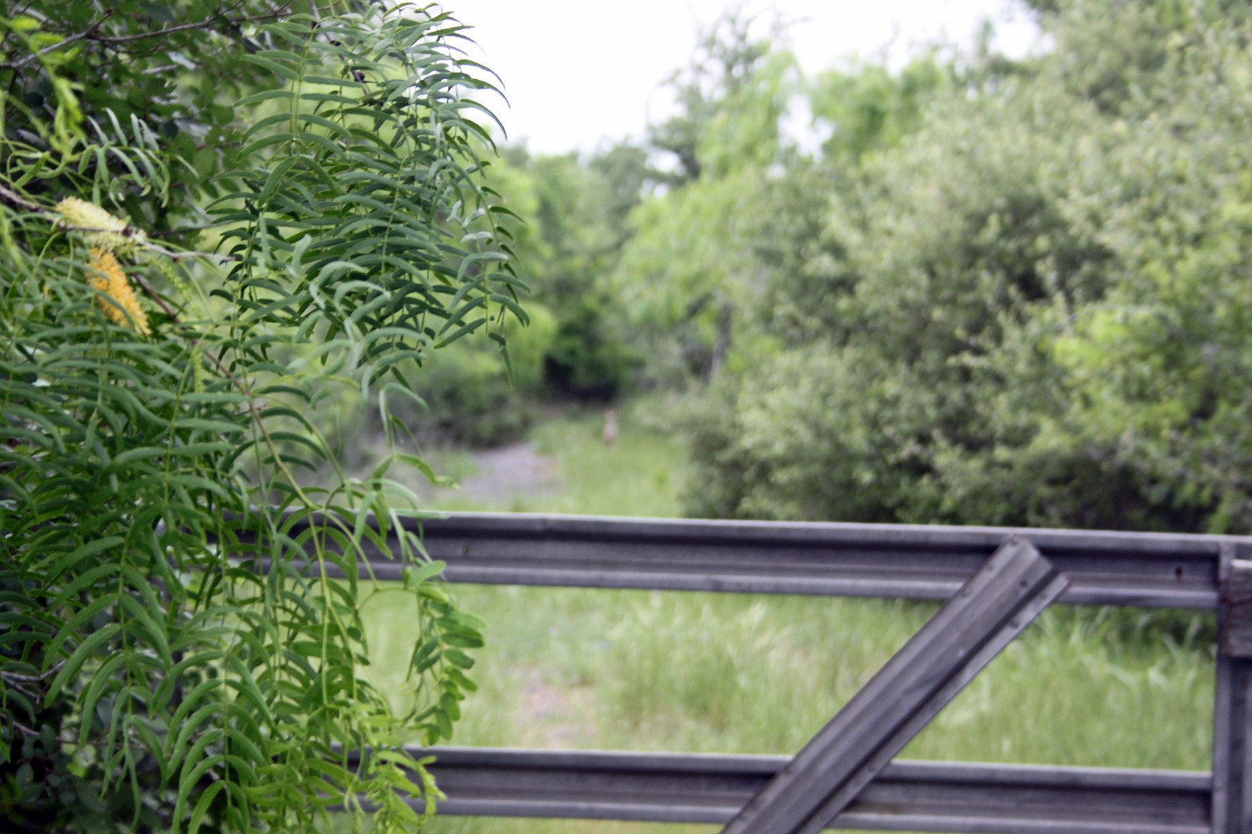 7887 Pettytown Road Red Rock, TX 78662 - Photo 7 of 26 a view of a yard