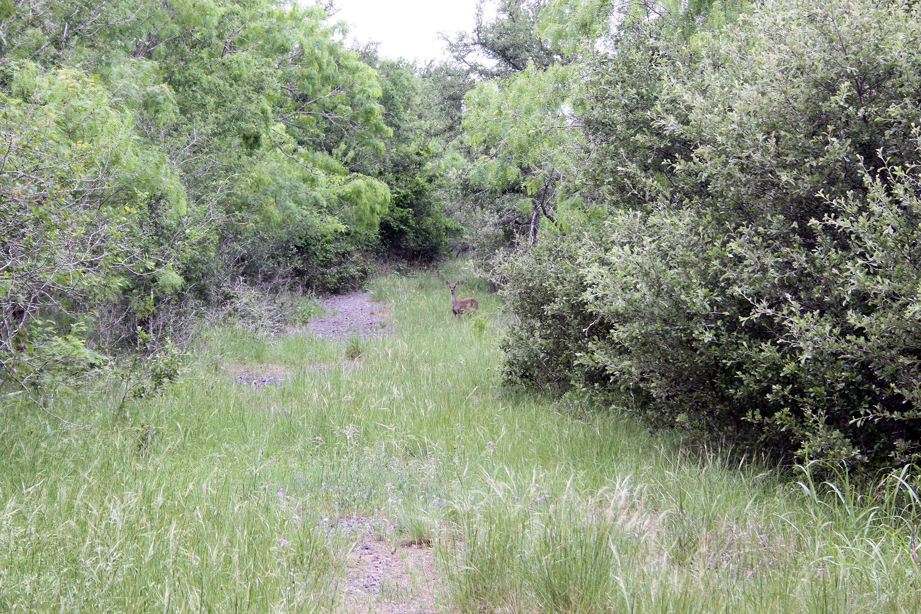7887 Pettytown Road Red Rock, TX 78662 - Photo 9 of 26 a view of a lush green forest with lots of trees