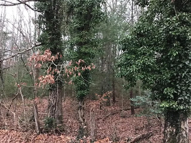 $40,000 | Tbd Tbd Hall Avenue Avenue, Wise, VA 24293