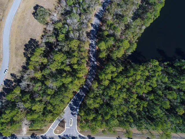 a plant with lots of trees