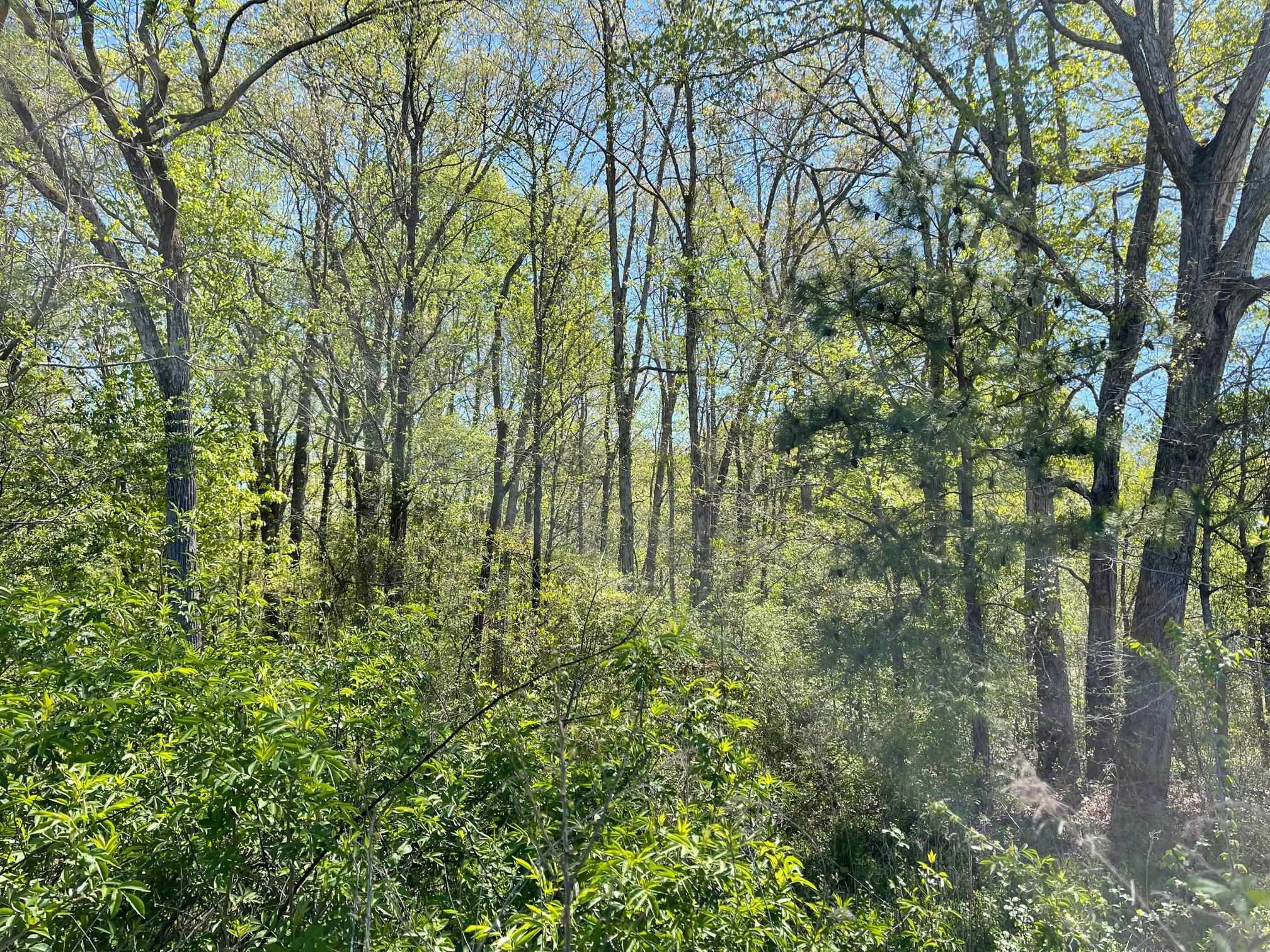 Lot 2 Farrington Point Road Chapel Hill, NC 27517 - Photo 6 of 10 Photo 6