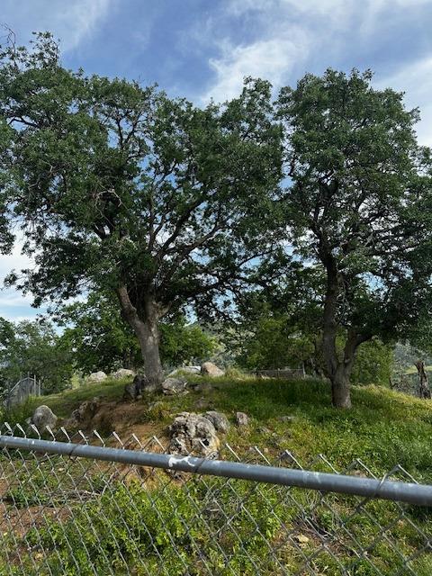 35312 George Smith Road Squaw Valley, CA 93675 - Photo 18 of 39 a view of a field with a tree