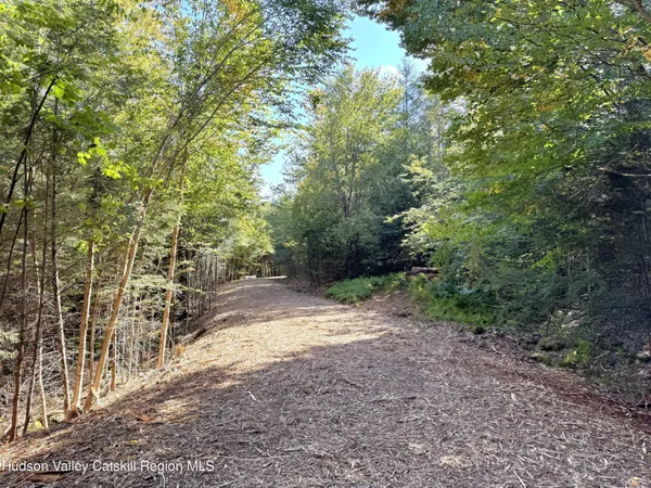 a view of a forest with trees in the background