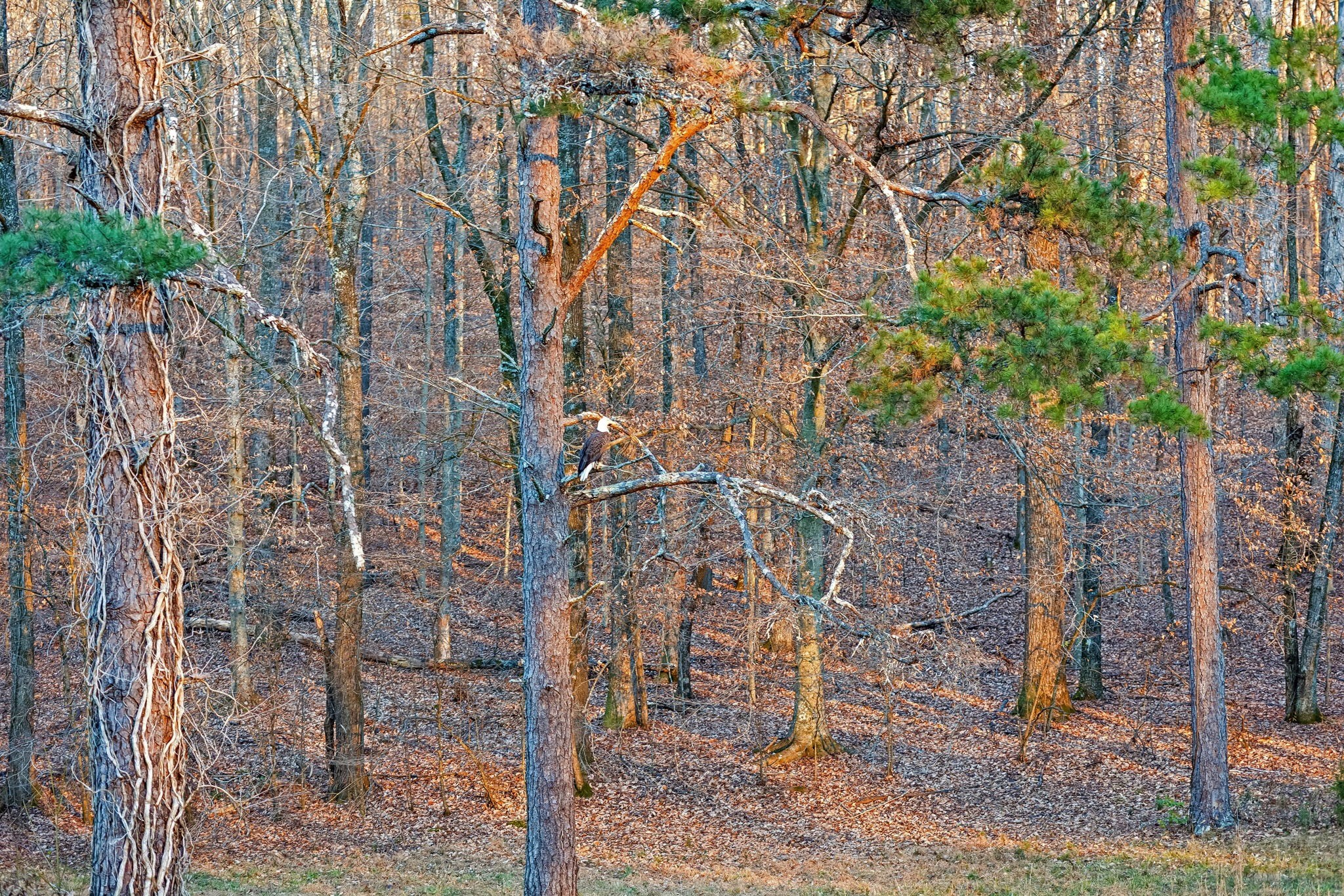 3400 Allsboro Road Cherokee, AL 35616 - Photo 94 of 100 a backyard of a house with lots of trees