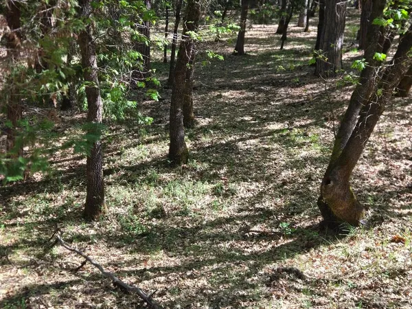 a view of trees