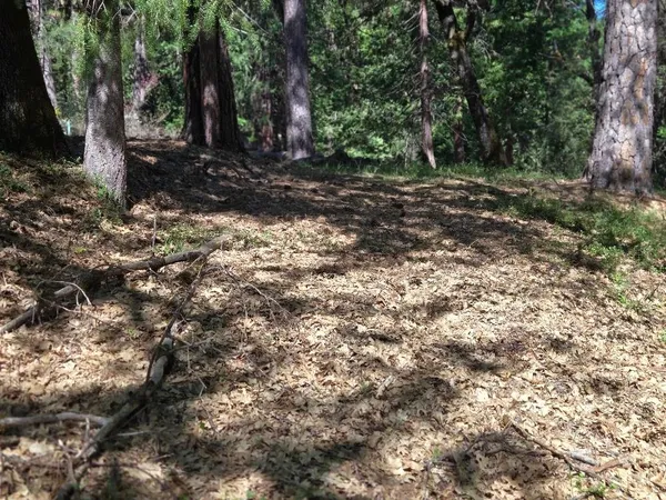 a view of a forest with trees