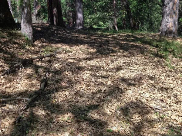 a view of a yard with plants and trees