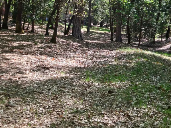 a view of outdoor space with trees