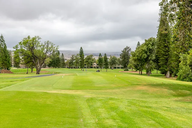 a view of a big yard with a large trees