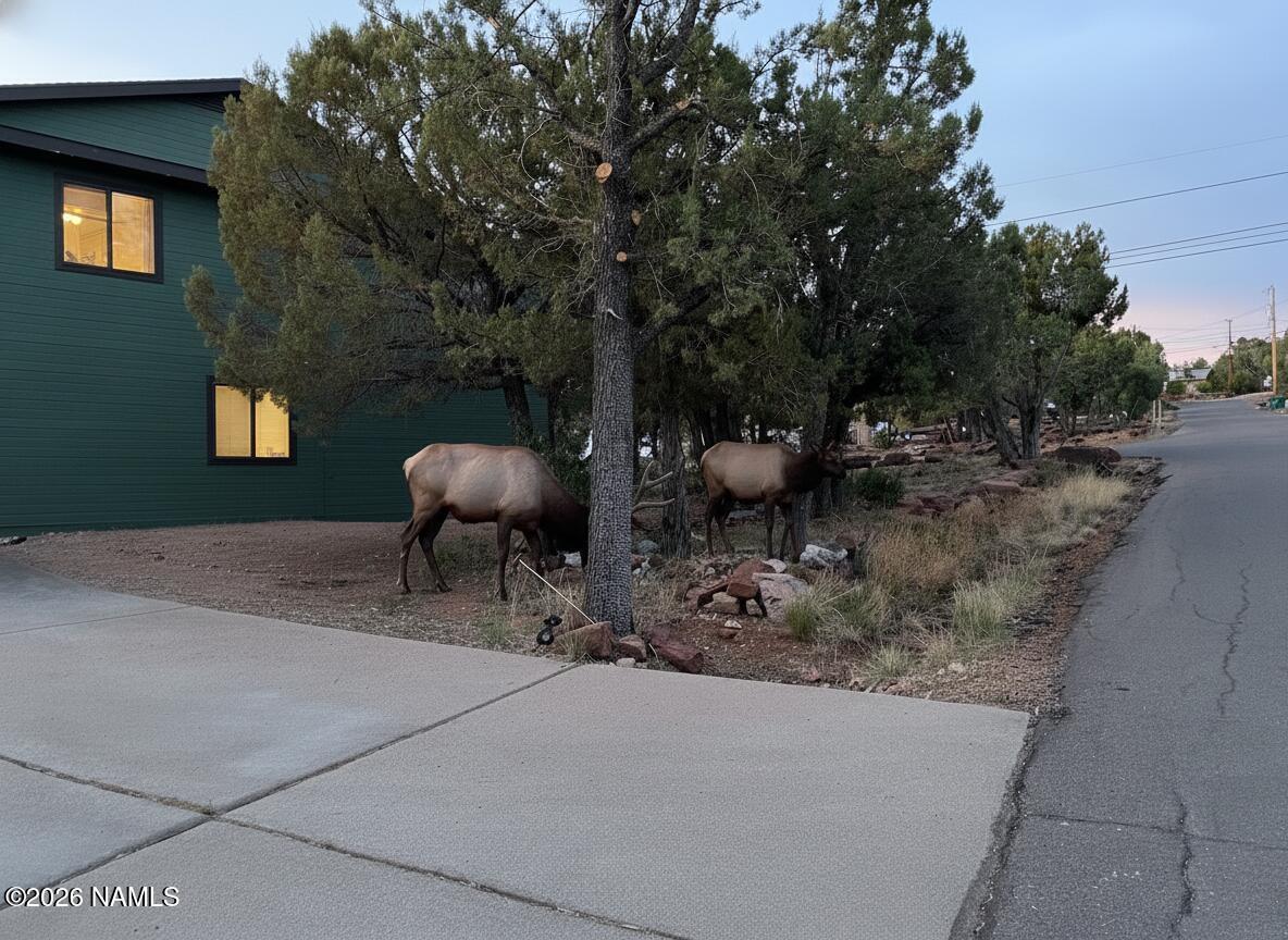801 North Madison Drive Payson, AZ 85541 - Photo 36 of 38 elk in yard
