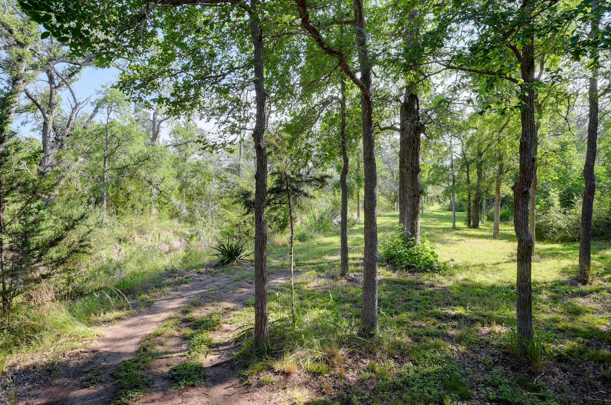 2147 Tejas Trail Blanco, TX 78606 - Photo 29 of 29 a view of a forest