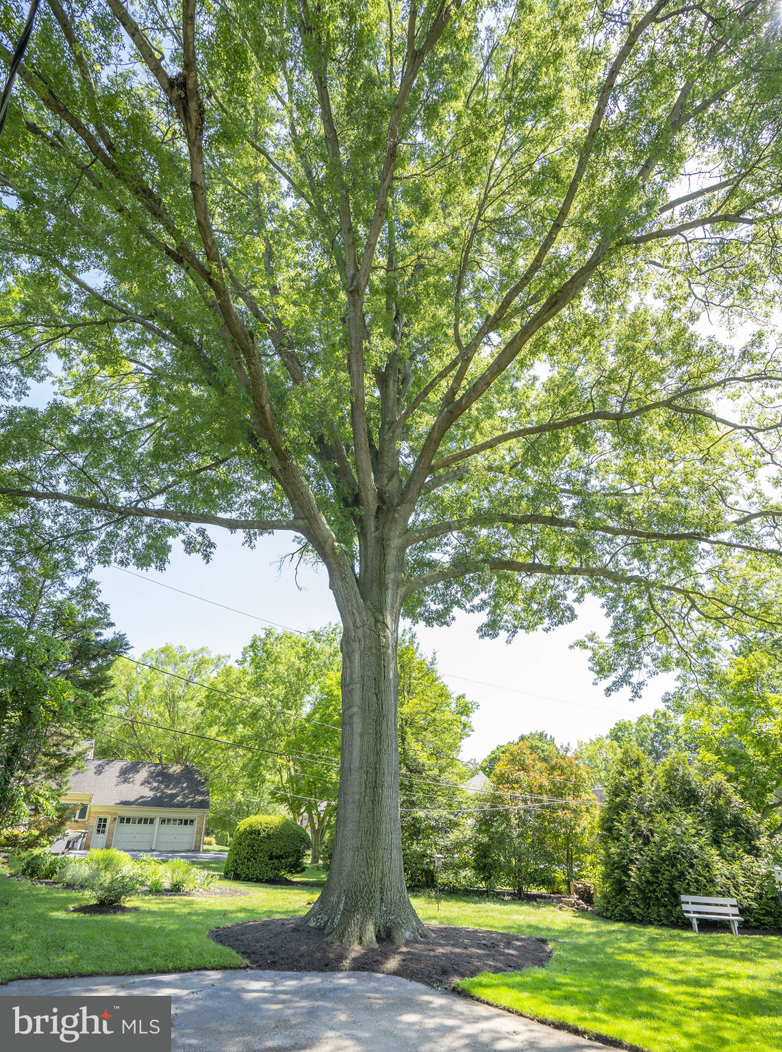 206 Medford Road Wilmington, DE 19803 - Photo 27 of 33 Notice the majestic Pin Oak in the back yard
