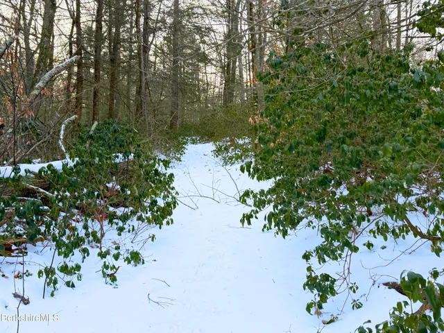 a view of a garden with plants
