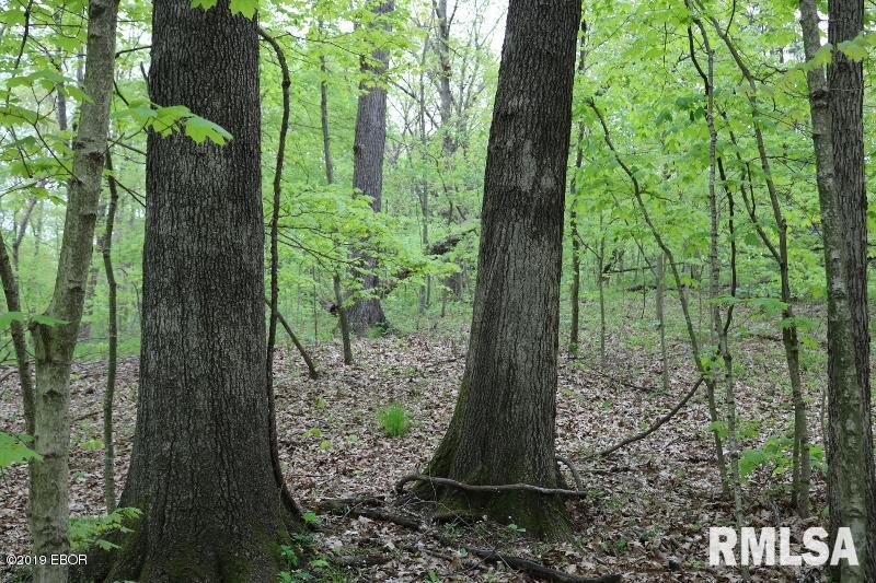9064 Allen Road Iuka, IL 62849 - Photo 10 of 13