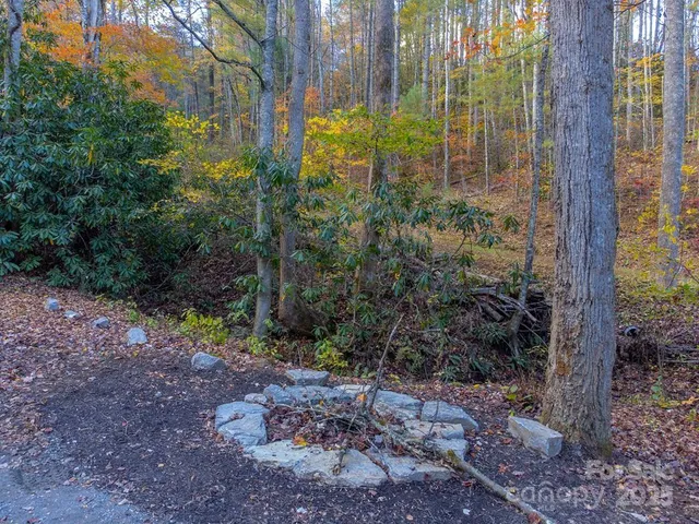 a plant view in yard