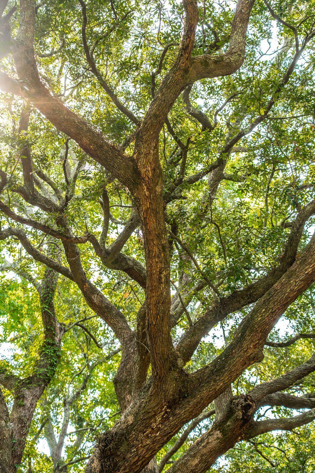 318 Lamont Road Charleston, SC 29407 - Photo 66 of 67 Beautiful Live Oak Tree