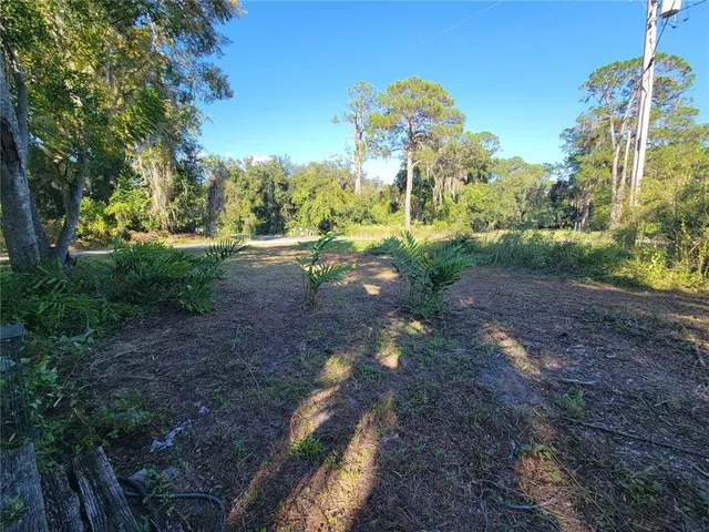 a view of a trees in a park