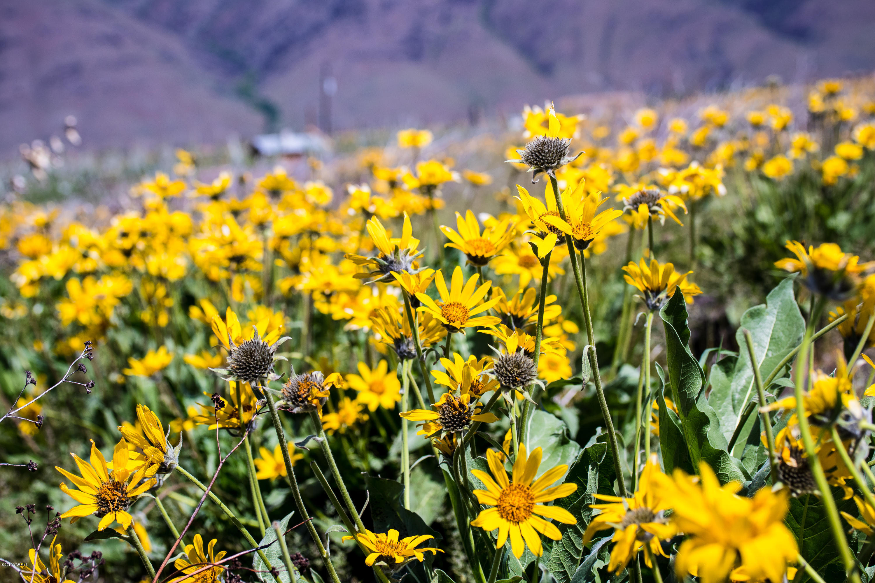 350 Schraeder Road Tieton, WA 98947 - Photo 39 of 39 a view of yellow and flowers
