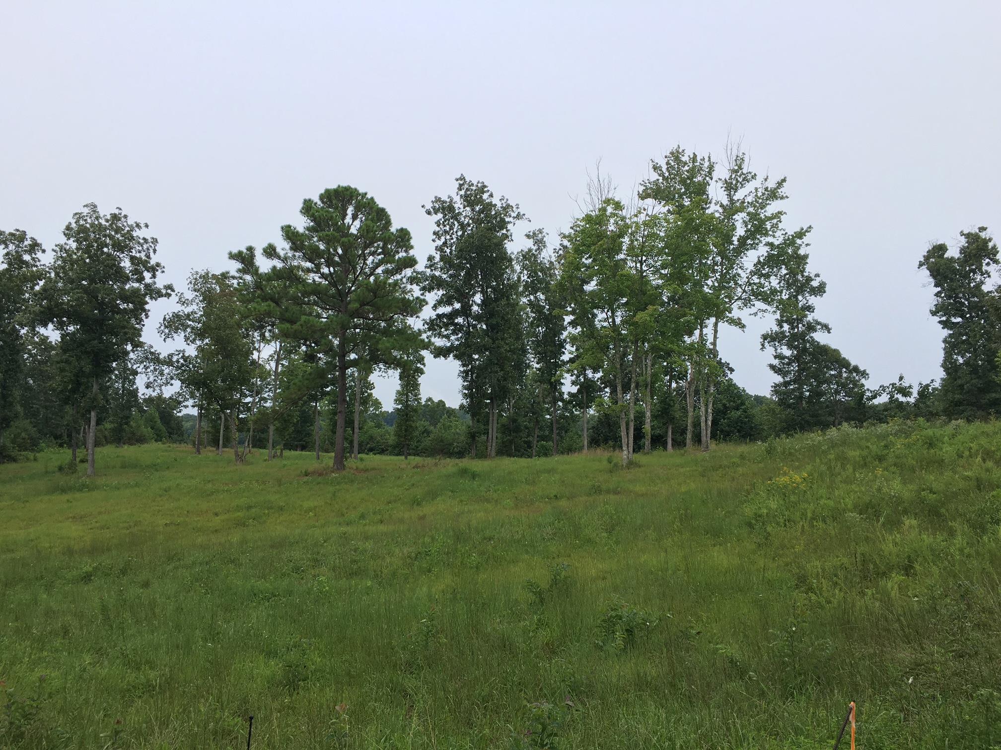 0 Lillydale Road Allons, TN 38541 - Photo 2 of 19 a big yard with lots of green space and deers