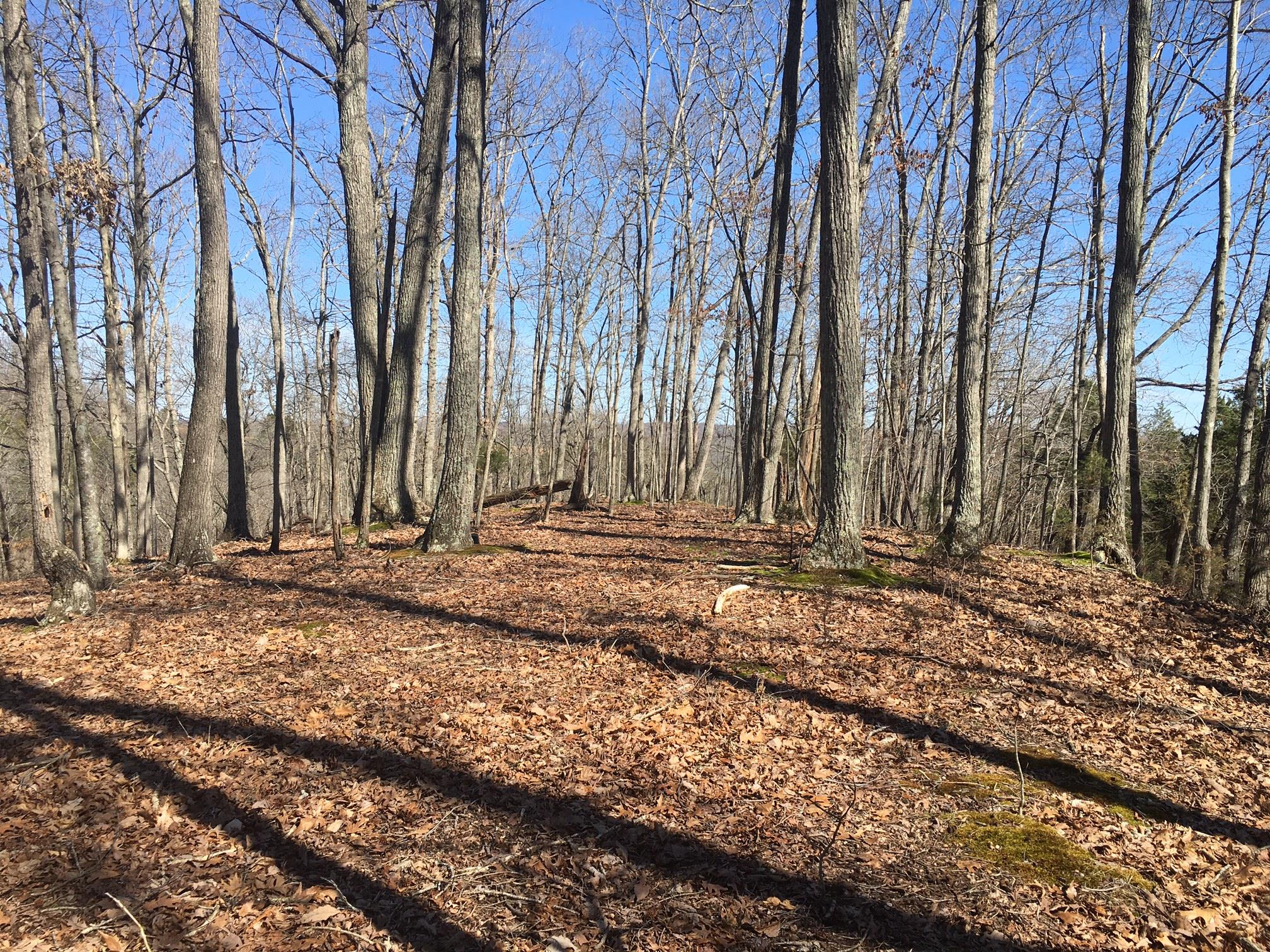 0 Lillydale Road Allons, TN 38541 - Photo 18 of 19 a view of a backyard with large trees
