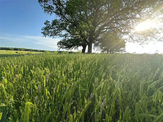 a view of a yard with a tree